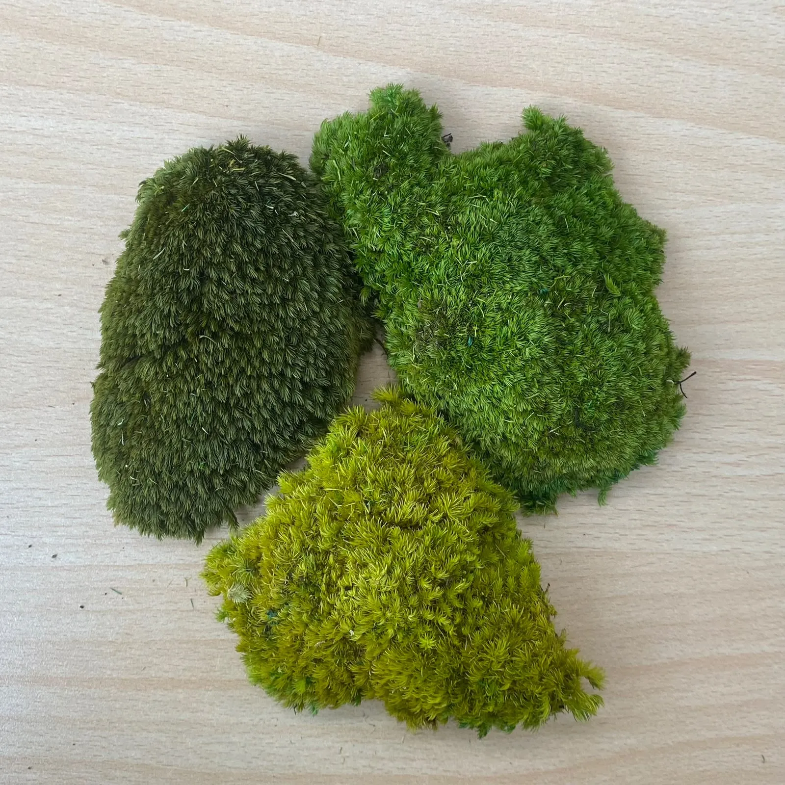 Moss Preserved_1