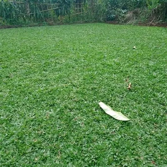 Rumput Gajah Mini