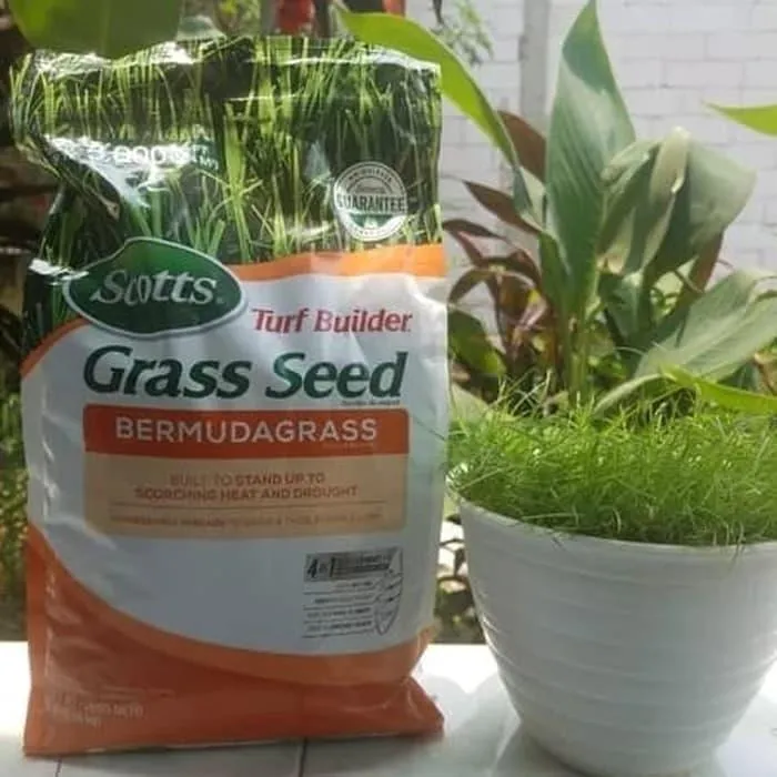 jual benih rumput golf