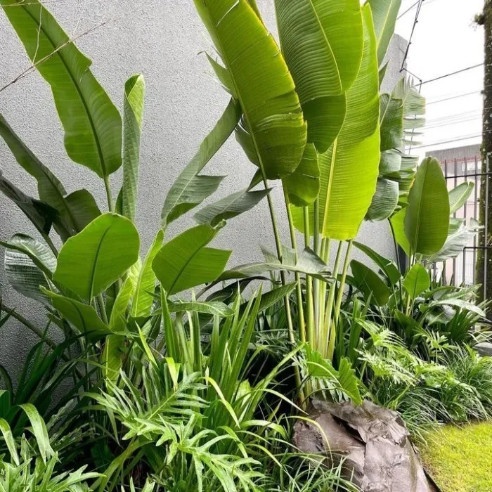 taman tropis (2)